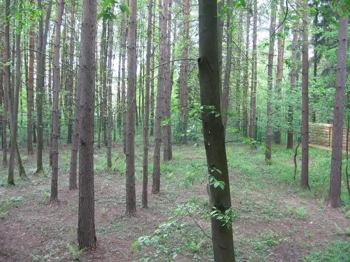 Звенигород: Дачный Хостел