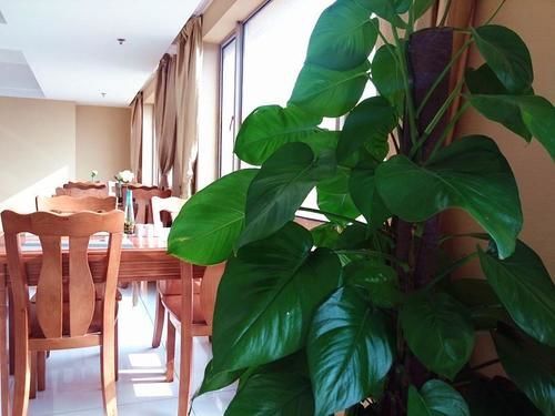 Нинбо: Ningbo Sunshine Apartment and Hotel