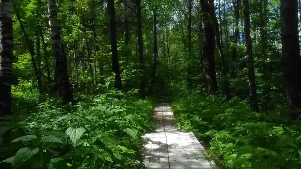 Дядькино: Sosnovaya Alleya v Dyadkino Guest House