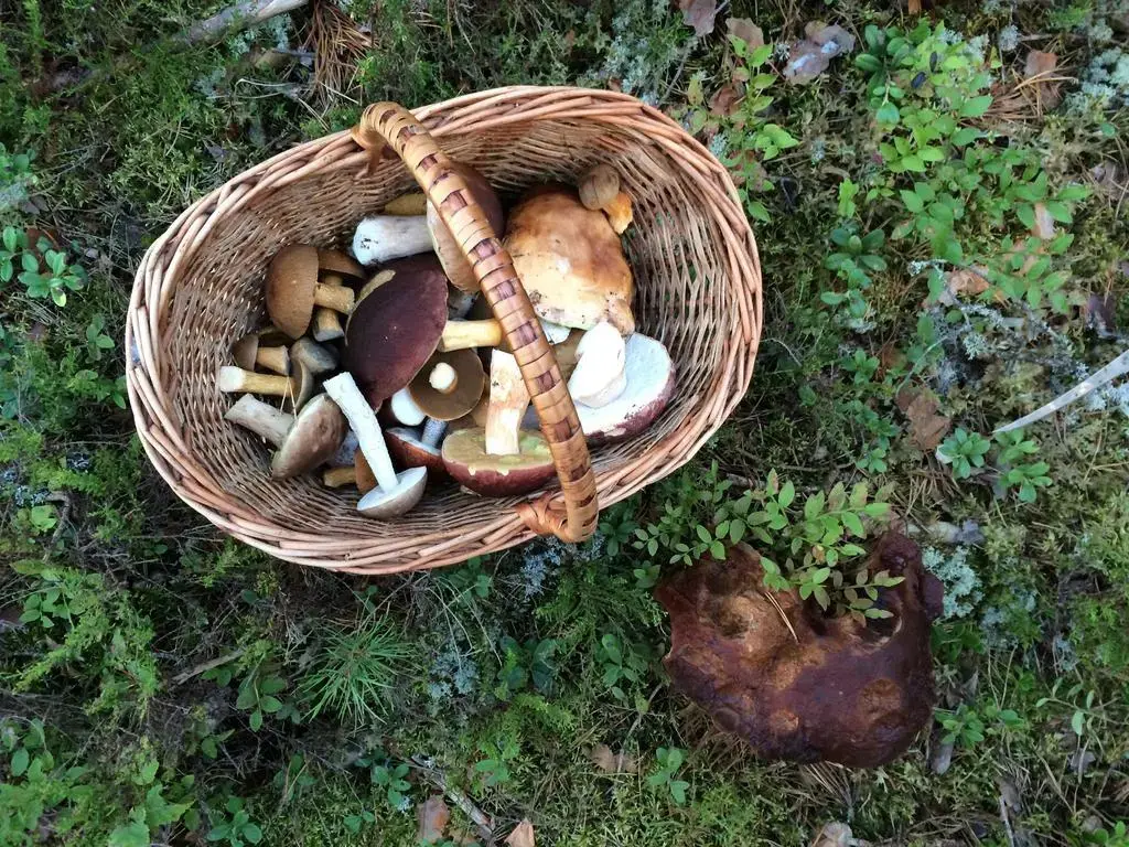 Паша: Semeinaya Baza Medvejia Kara