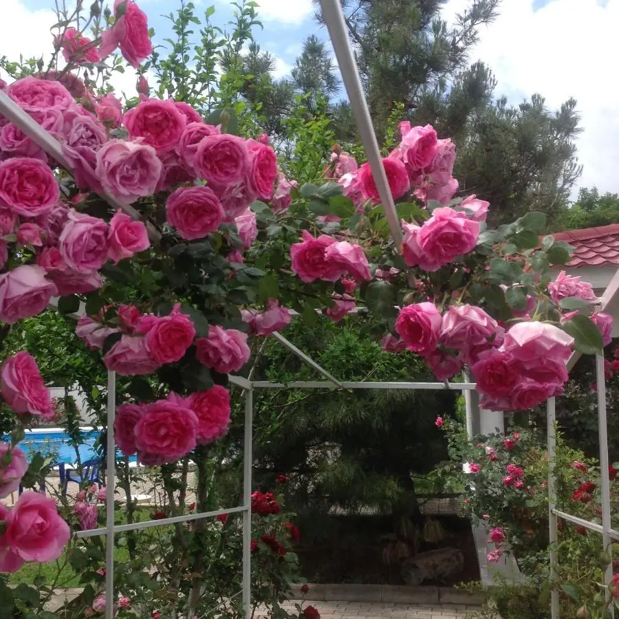 Геленджик: U Treh Roz Guest House