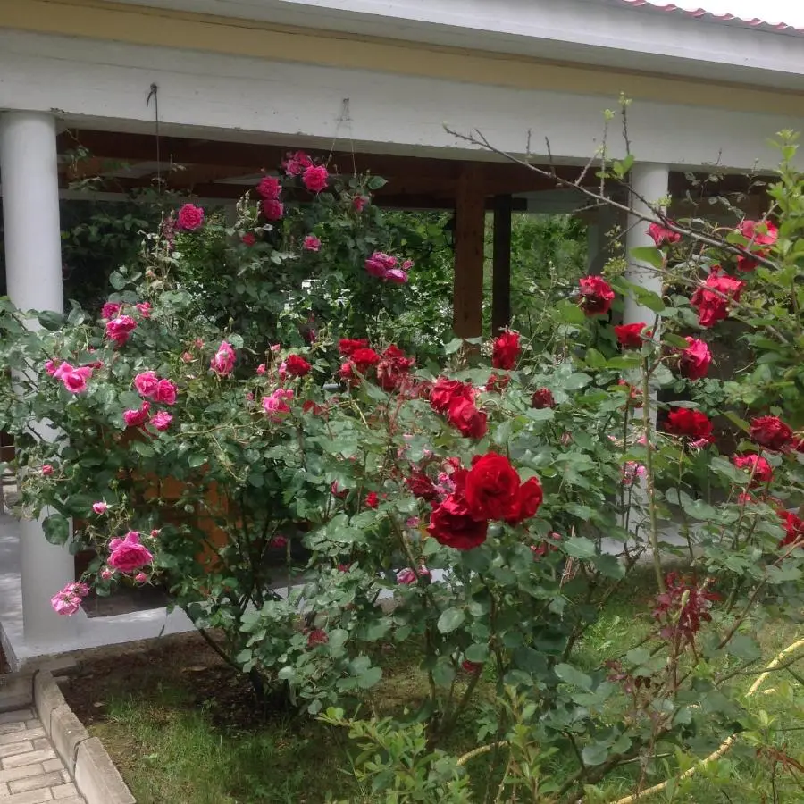 Геленджик: U Treh Roz Guest House