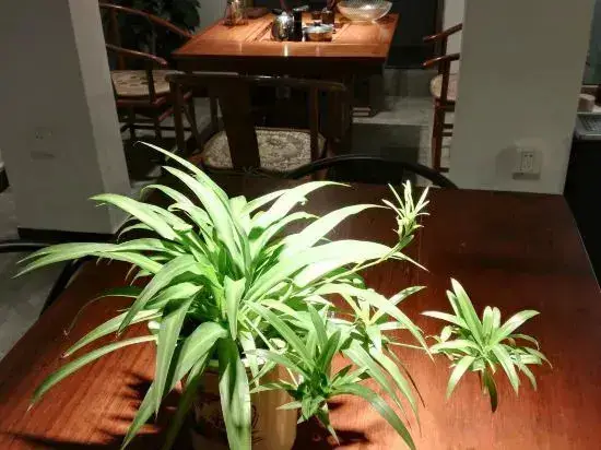 Ханчжоу: Qilan Boutique Homestay