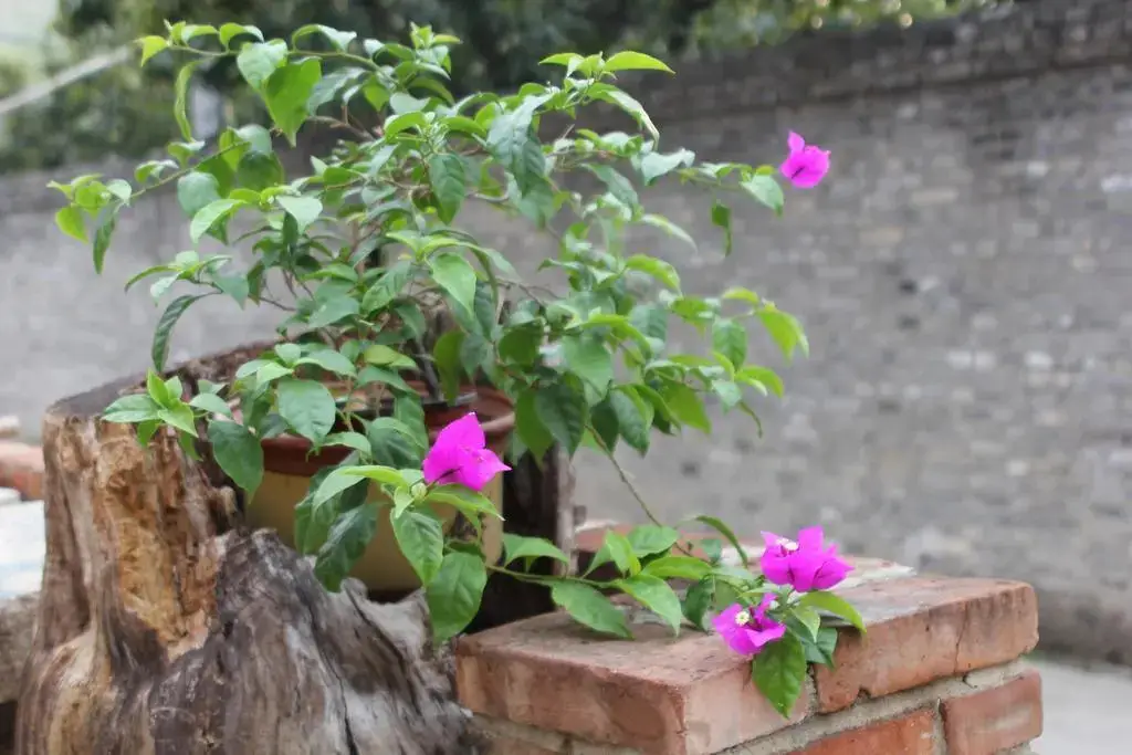 Пекин: Banshan Courtyard Farm Inn