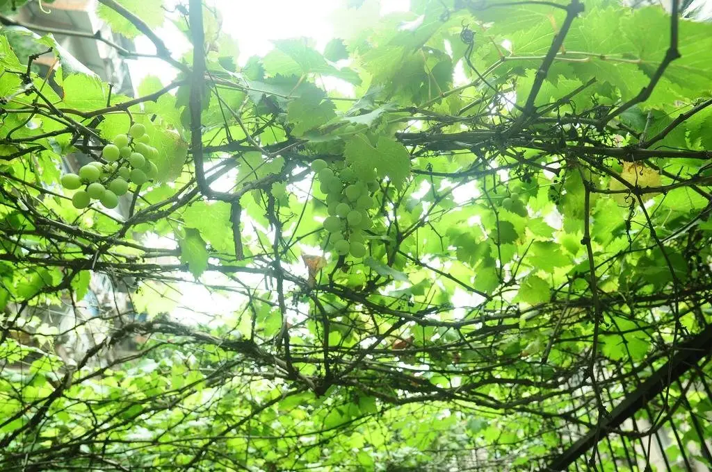 Ухань: Wuhan Waiting for Wind Youth Hostel