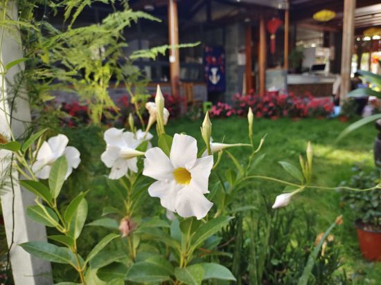 Дали: Yunnan Heart · Yoran Bookyard Realm Boutique Stay (Dali Erhai Cai Village)