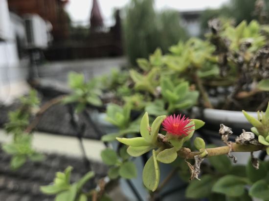 Шанхай: Guzhen Bieyuan Boutique Inn