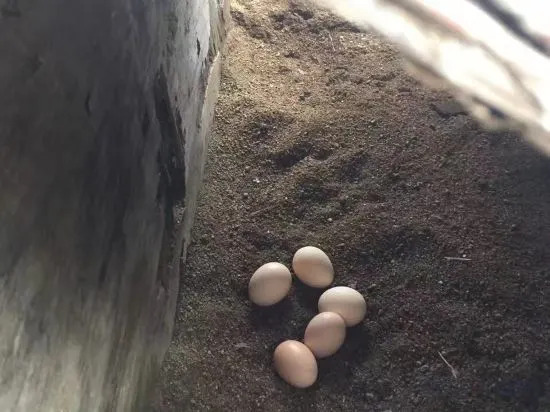 Ханчжоу: Wushi Bridge Farm Stay