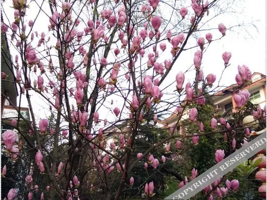 Чунцин: 重庆星宿丽景酒店