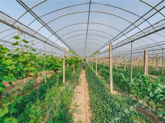 Наньтун: Dasein Tomato club
