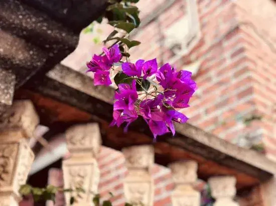 Сямынь: Gulangyu Four Seasons Flower Hotel (Sanqiutian Wharf)