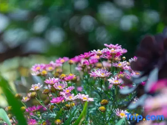 Лицзян: Sanfang Qixiang · Cute Pet | Travel Photography holiday Villa
