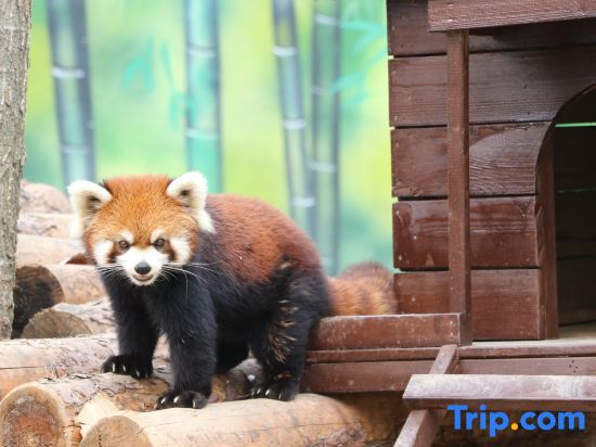 Нанкин: Nanjing Ziqing Lake Hot Spring Resort (Wildlife World)