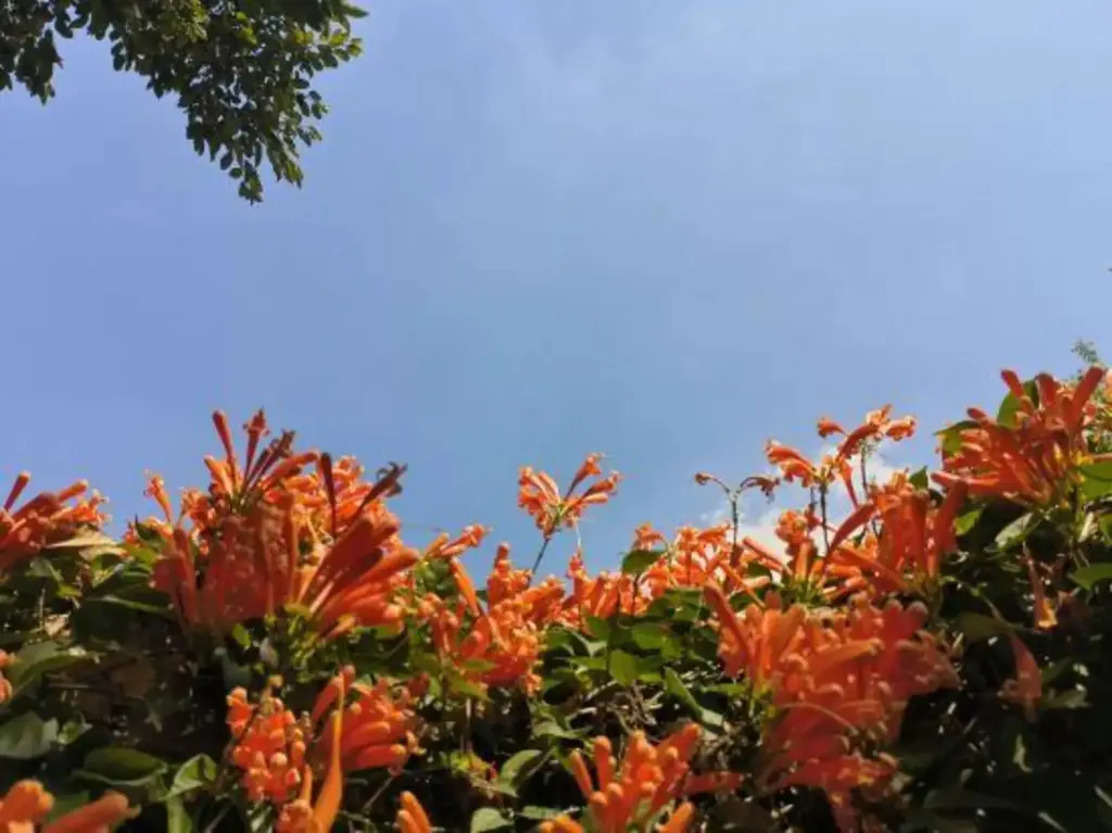 Мейчжу: Jixiang Tiankeshe Hotel