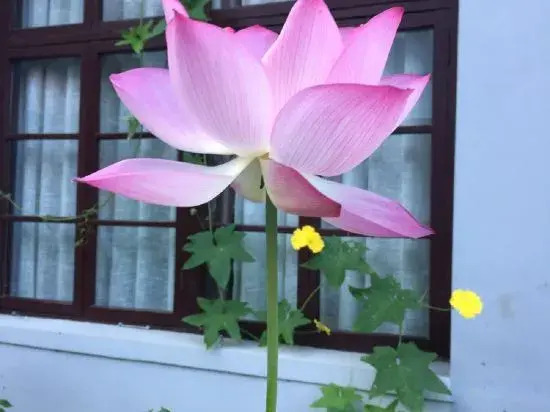 Шаоксинг: Youjian Nanshan Hotel