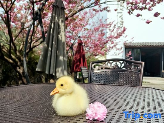 Хучжоу: Mogan Mountain Yinhua Wu Hot Spring Resort Guesthouse