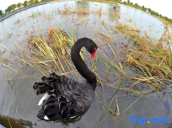 Шанхай: Mingzhu Lake Swan Garden Resort