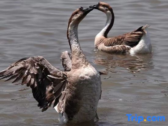 Шанхай: Mingzhu Lake Swan Garden Resort