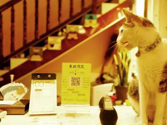 Яншо: Langqing Residence Sky Garden Cat Café & Scenic View Inn (Yangshuo West Street Branch