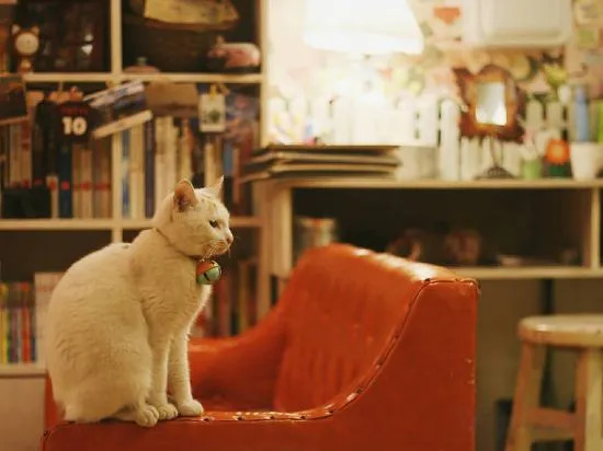 Яншо: Langqing Residence Sky Garden Cat Café & Scenic View Inn (Yangshuo West Street Branch