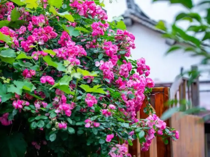 Шанхай: Zhouzhuang Ou Yu Jiangnan Hostel