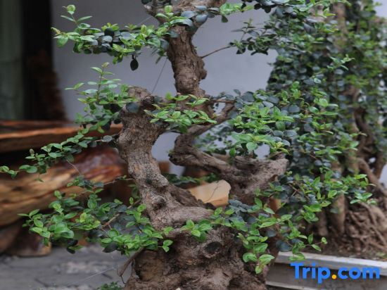 Лицзян: Youtang Cloud Station | CourtyardZen-style Inn (Lijiang Shuhe Ancient Town Branch)