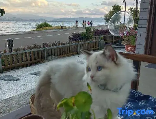 Дали: One step away Sea View Inn