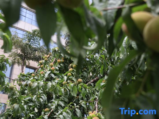 Мяньян: mianyang Filin Taohuadao Hotel