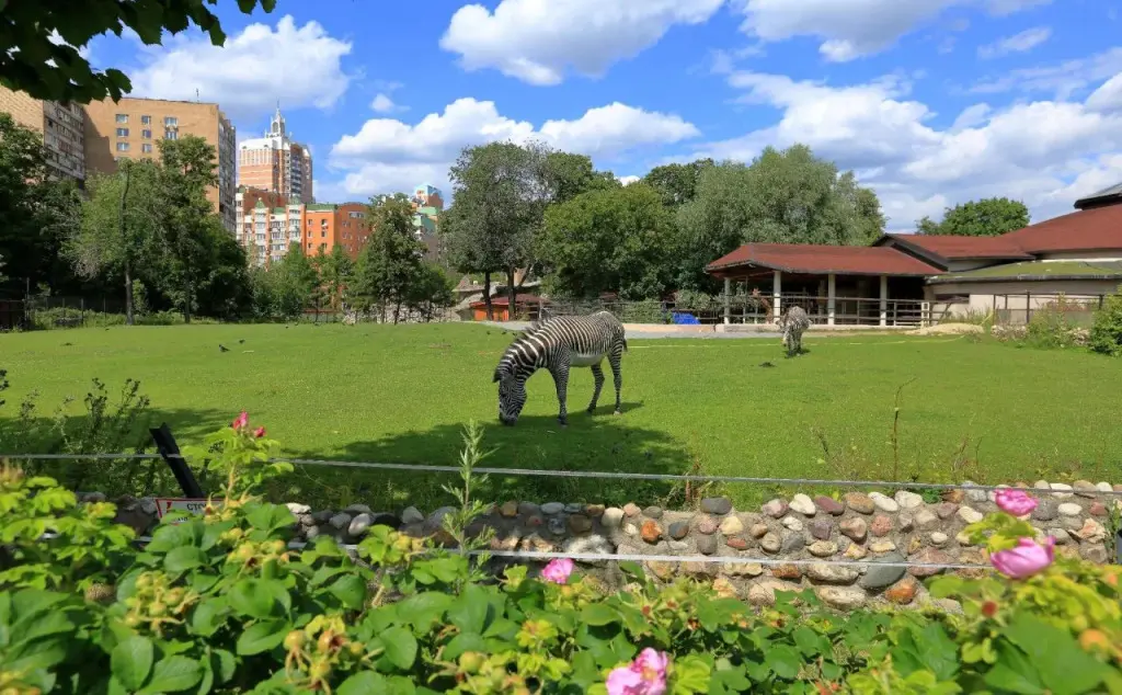 Москва: Mini-hotel Elephant