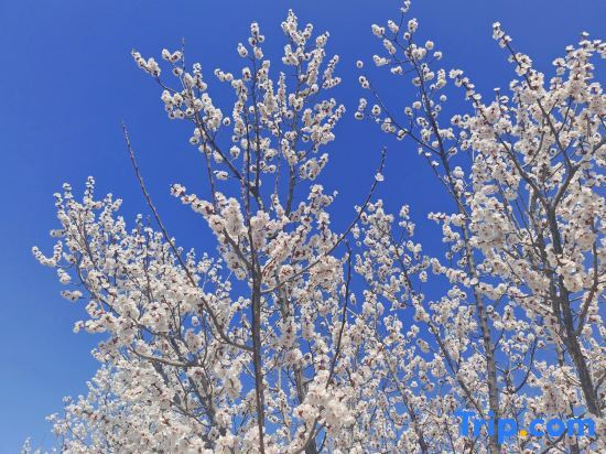 Бэйшоу: Thank Inn Plus Hotel Liaoyuan Fortune Road Eurasian Shangdu