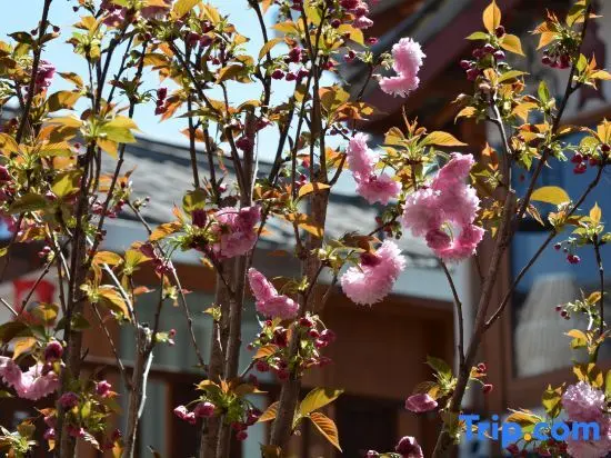 Лицзян: LiJiang Shiningland Resort Hotel（Lijiang Old Town）
