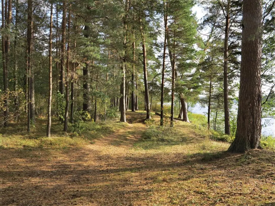 Светлогорск: Sunny forest