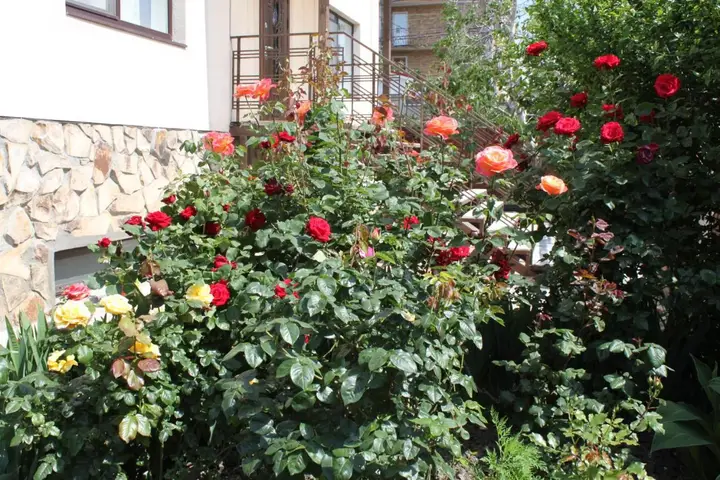 Геленджик: Guest House Zolotaya Gavan