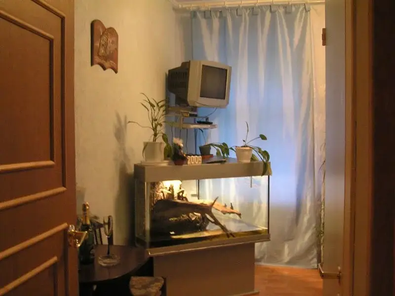 Санкт-Петербург: Iguana on Fonarnyy