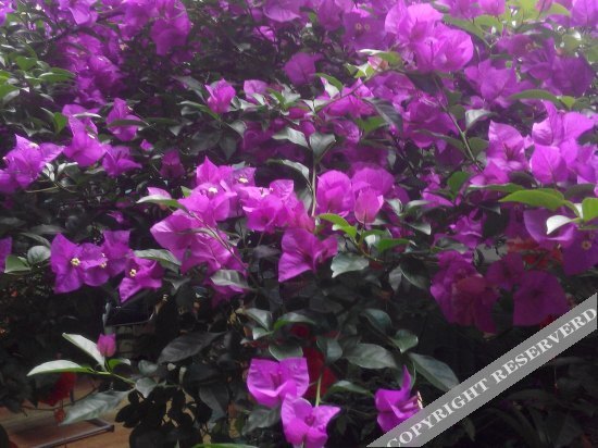 Чэнду: Pinglexue Shuangyuan Hostel