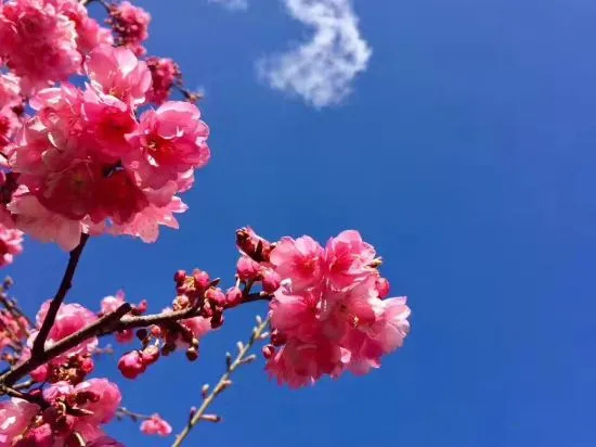 Лицзян: Lijiang Zuihuatang Inn (Shuhe Ancient Town)
