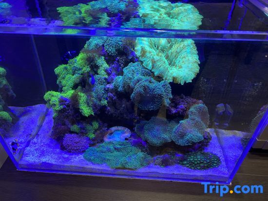 Тяньцзинь: Lavande Hotel Tianjin Yujiapu Polar Ocean World
