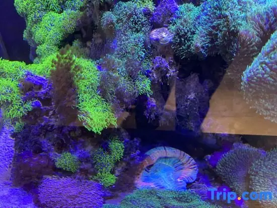 Тяньцзинь: Lavande Hotel Tianjin Yujiapu Polar Ocean World