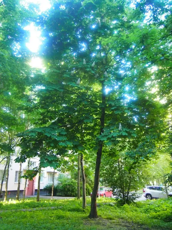Санкт-Петербург: Apartments on ulitsa Vavilovykh