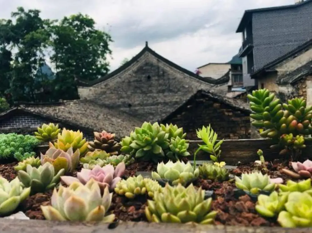 Яншо: YUNZHIHUI BOAI Healthy Boutique Hostel