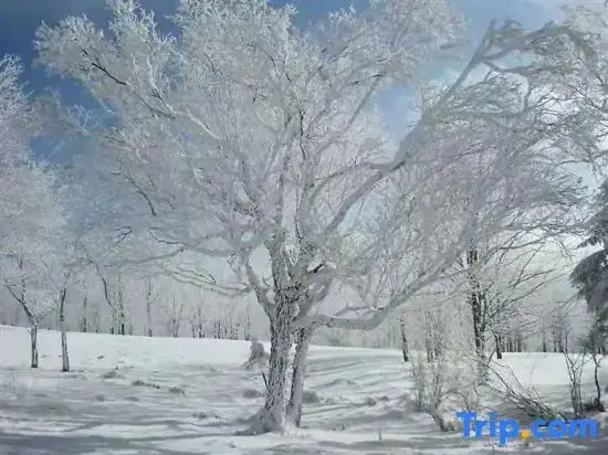 Харбин: Wuchang Xuegu Jinxiu Inn