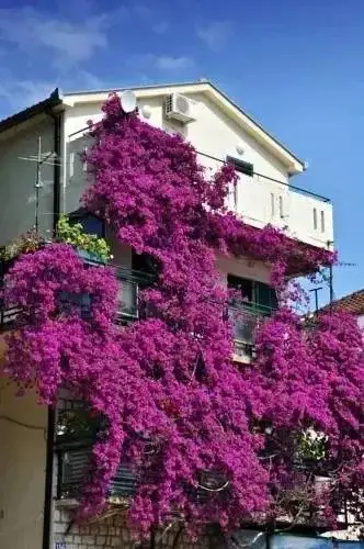 Игало: Apartments Pavlovic