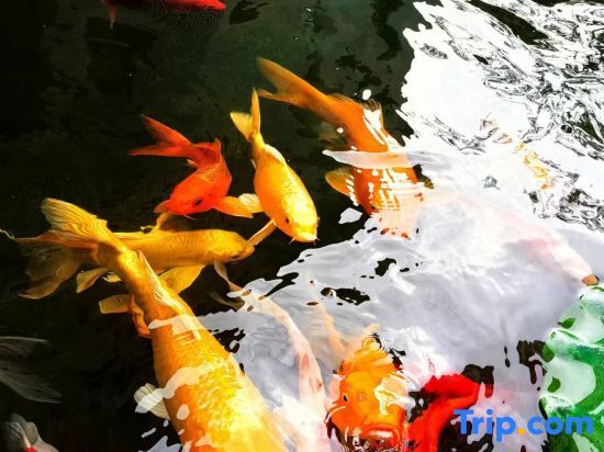 Цзясинь: Wuzhen Moyitang Humanities and Arts Hotel