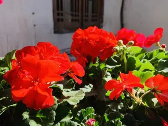 Лицзян: Floral Hotel·Yunjing Zhinan Hotel(Dayan Gucheng dashuiche store)
