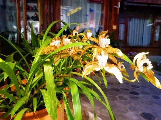 Лицзян: Floral Hotel·Yunjing Zhinan Hotel(Dayan Gucheng dashuiche store)