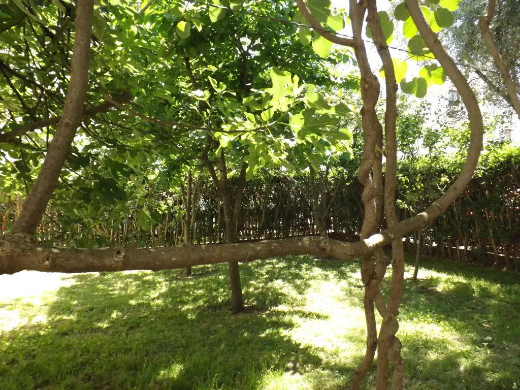 Будва: Апартаменты Garden Budva - 3 bedrooms