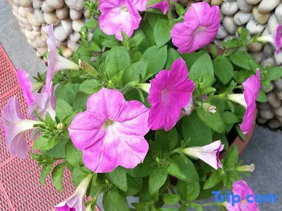 Тайчжоу: Tiantai Fragrance Homestay