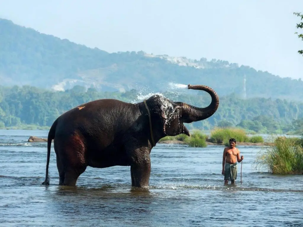 Коданад: Отель Elephant Pass Ayurveda and Yoga Retreat Resort