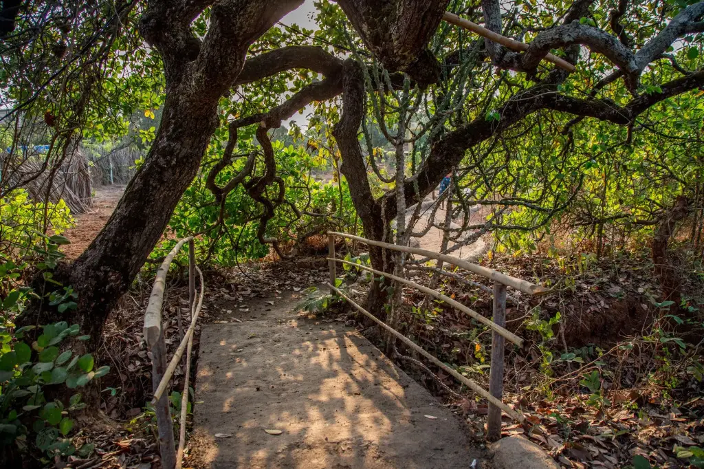 Ашвем: Banyan Tree Yoga