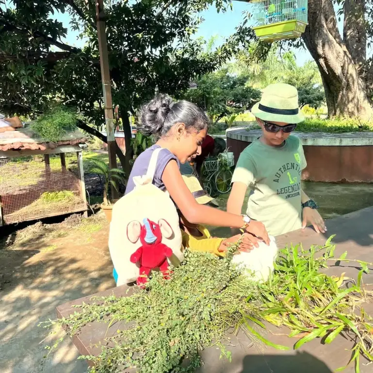 Хандала: Mango Tree Farm